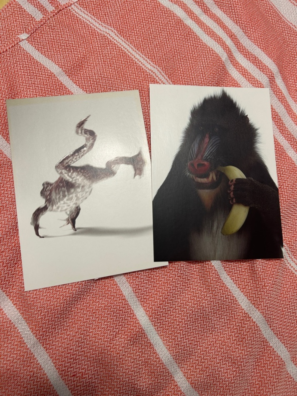 Set of 2 Art Prints 5x7 frog leaping, mandrill baboon. Made in England IKEA.